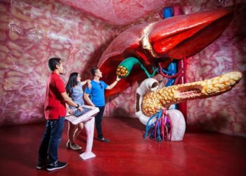3 Hal Tentang Liver Ini Bisa Dipelajari Di Museum Tubuh 750x499