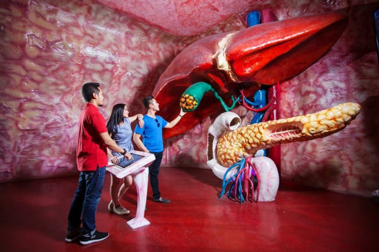 3 Hal Tentang Liver Ini Bisa Dipelajari Di Museum Tubuh 750x499